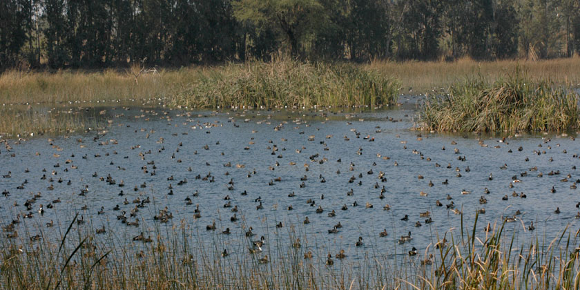 Yamuna Biodiversity Park's Deep Wetland